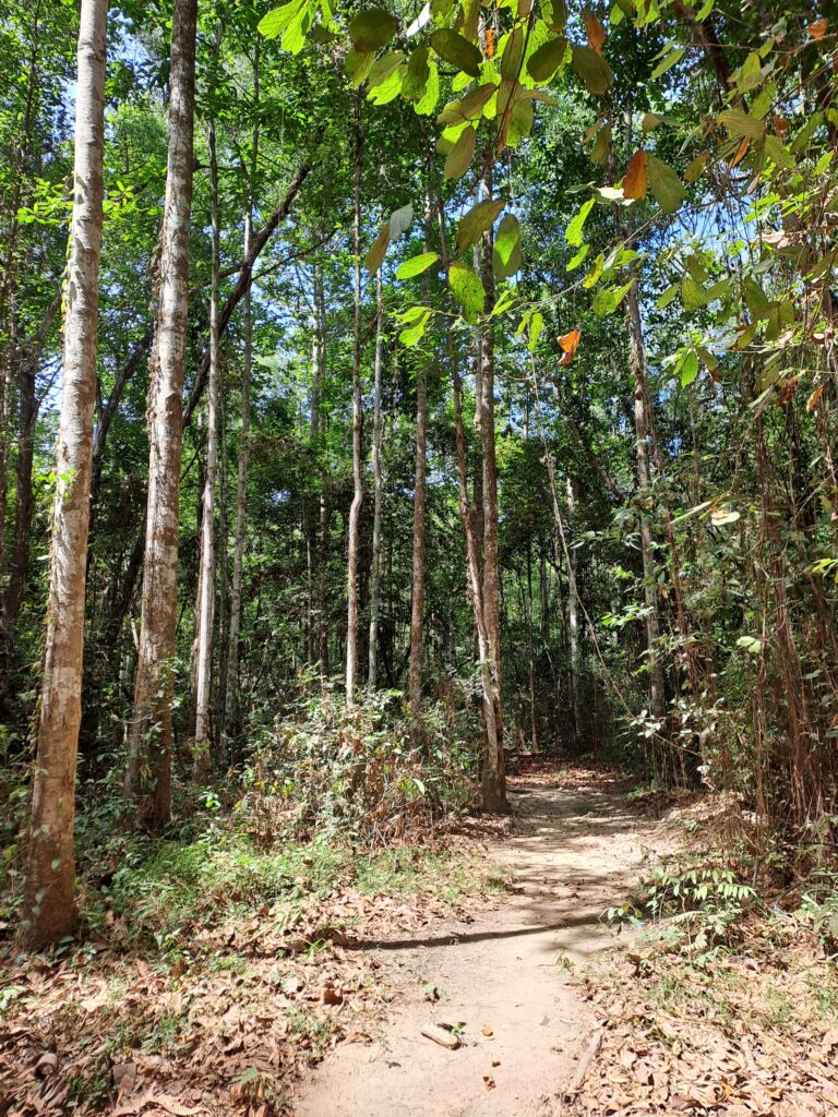Foresta dei Cu Chi Tunnels