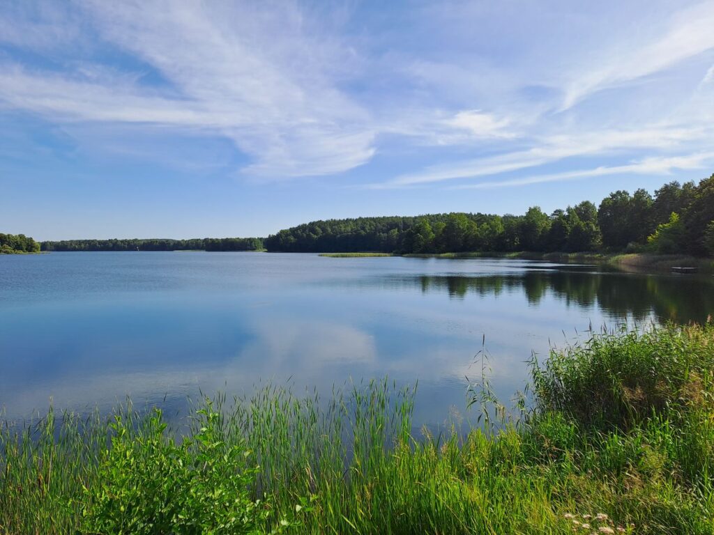 Il lago Galvė a Trakai in Lituania con i canneti e il bosco sulla riva opposta